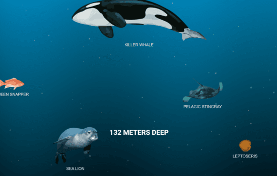 The Deep Sea