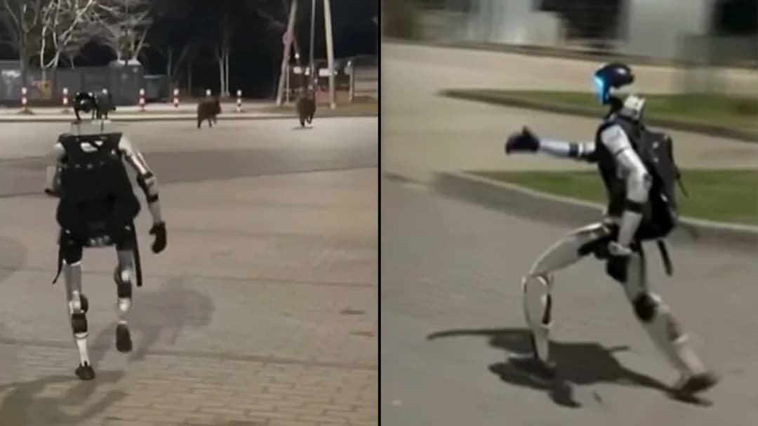 Гуманоїд Едвард проганав стадо диких кабанів